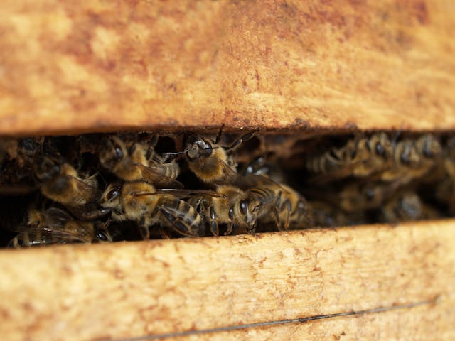 Нозематозата: Опасният враг на пчелите и последствията му за цялата екосистема